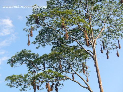 Leticia - Omshanty 16