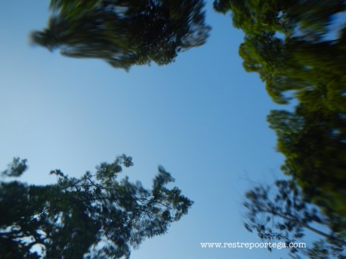 Orquidea Presidente Figueiredo 13