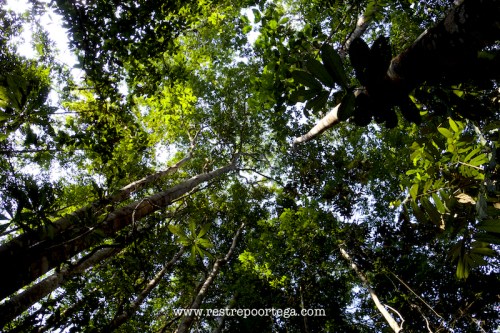 Orquidea Presidente Figueiredo 2