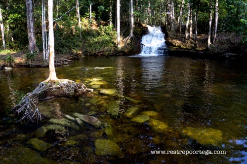 Orquidea Presidente Figueiredo 7