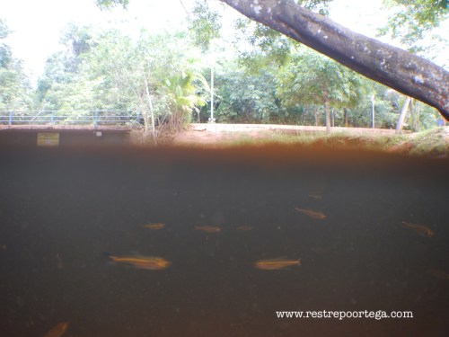 Urubui Presidente Figueiredo 3