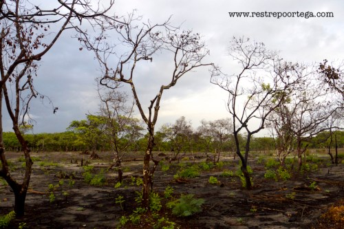 lencois maranhenses 17