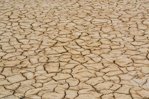 Forests, Water, and Climate: Pillars of Our&nbsp;Survival